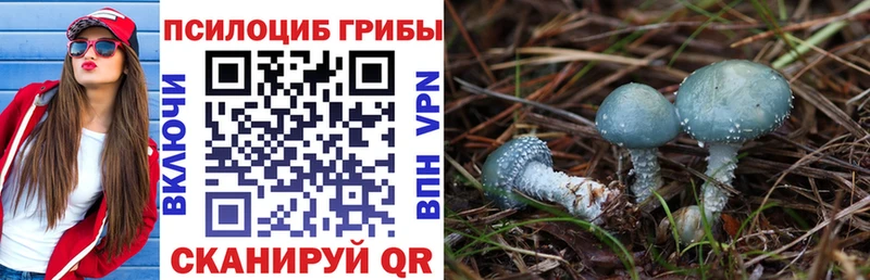 Псилоцибиновые грибы Psilocybe дарк нет состав Брюховецкая